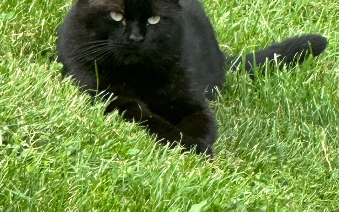 Cicatrisation plus rapide